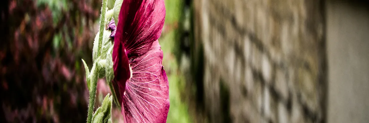 Image Fabricant abri de piscine Éragny