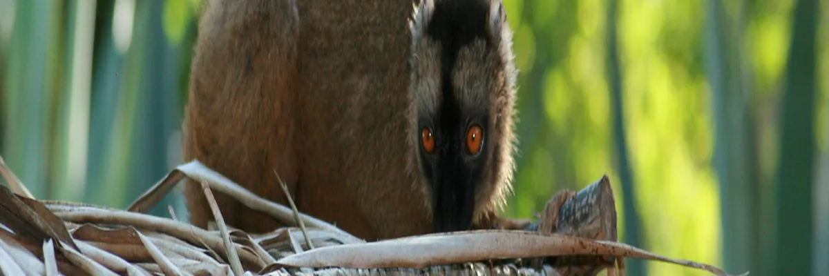 Image Fabricant abri de piscine Mayotte
